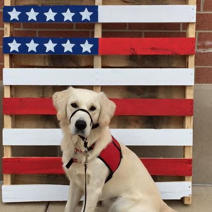 Labrador