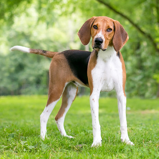 🌟 Beagle 🌟