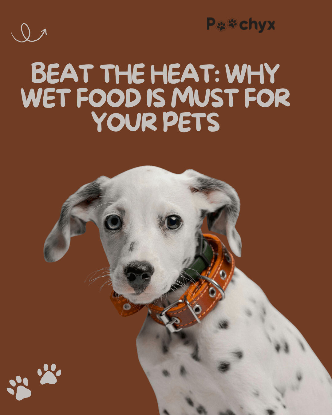 Beat the Heat: Why Wet Food is a Must for Your Pets - Poochyx