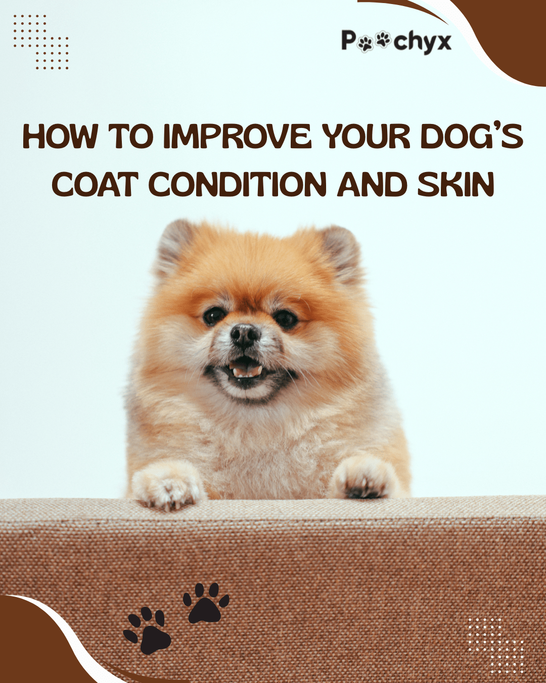 Best Ways to Improve Your Dog’s Coat Condition and Skin Care - Poochyx