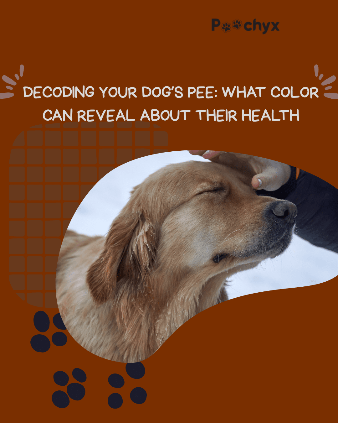 Decoding Your Dog’s Pee: What Color Can Reveal about Their Health - Poochyx