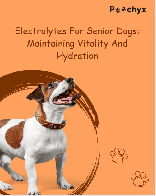 Electrolytes For Senior Dogs: Maintaining Vitality And Hydration - Poochyx