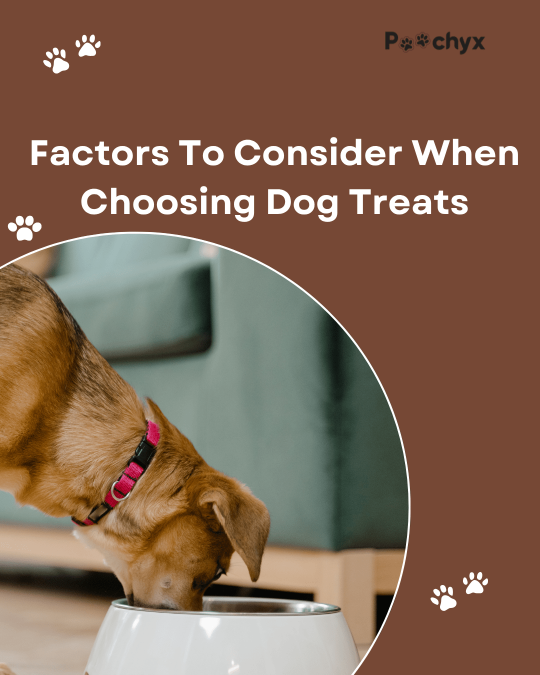 Factors To Consider When Choosing Dog Treats - Poochyx