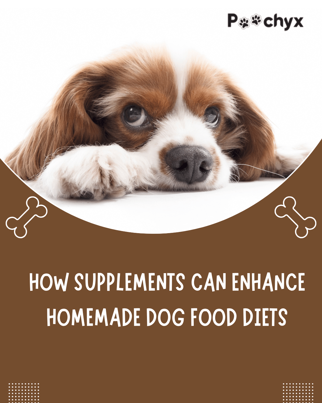 How Supplements Can Enhance Homemade Dog Food Diets? - Poochyx
