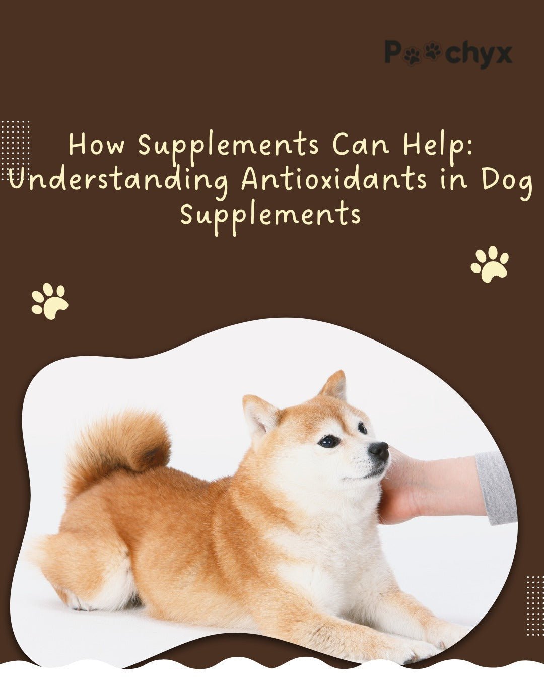 How Supplements Can Help: Understanding Antioxidants in Dog Supplements - Poochyx