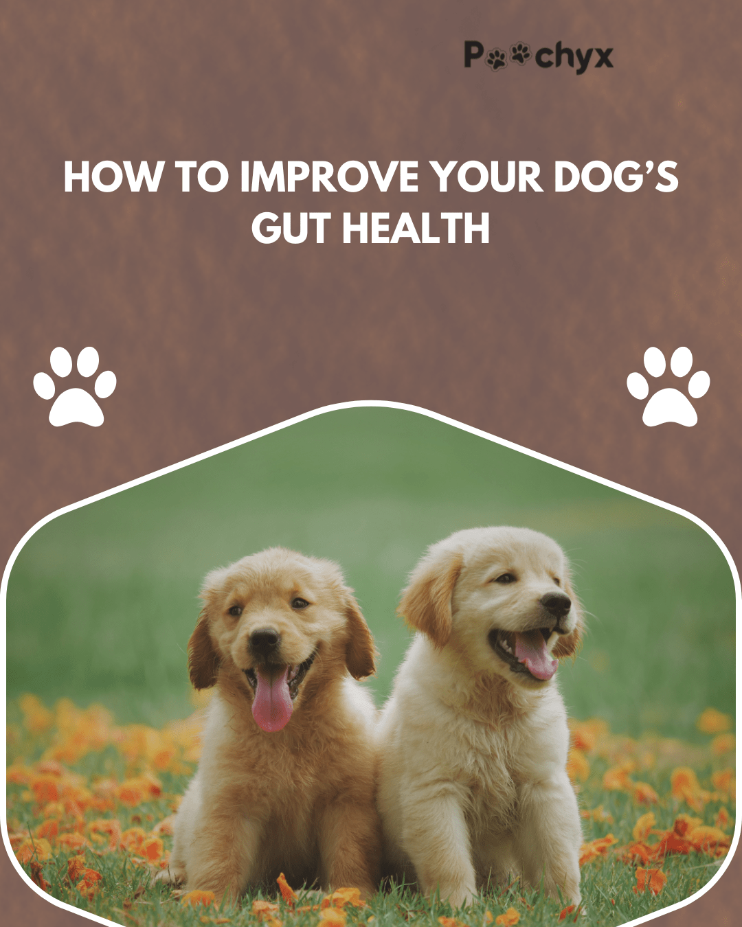 How to Enhance Your Dog's Gut Health - Poochyx