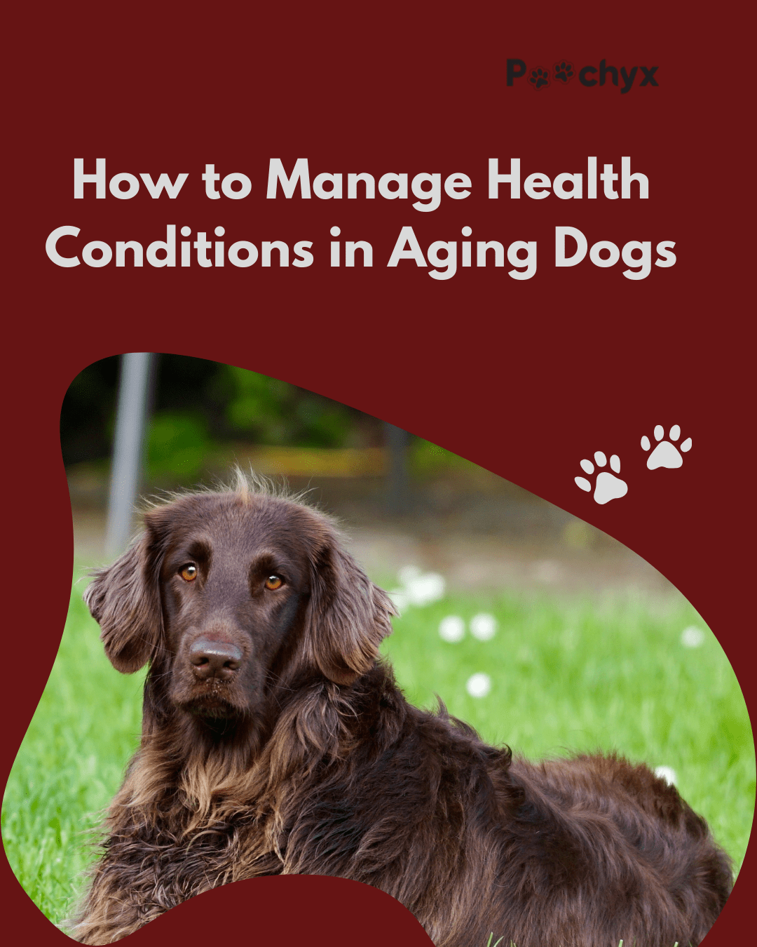 How to Manage Health Conditions in Aging Dogs? - Poochyx
