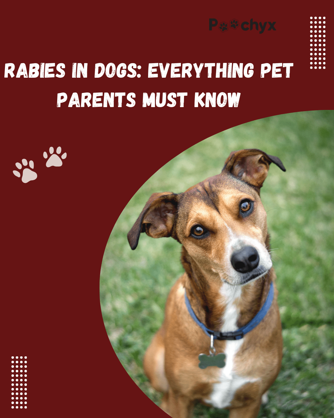 Rabies in Dogs: Everything Pet Parents Must Know - Poochyx
