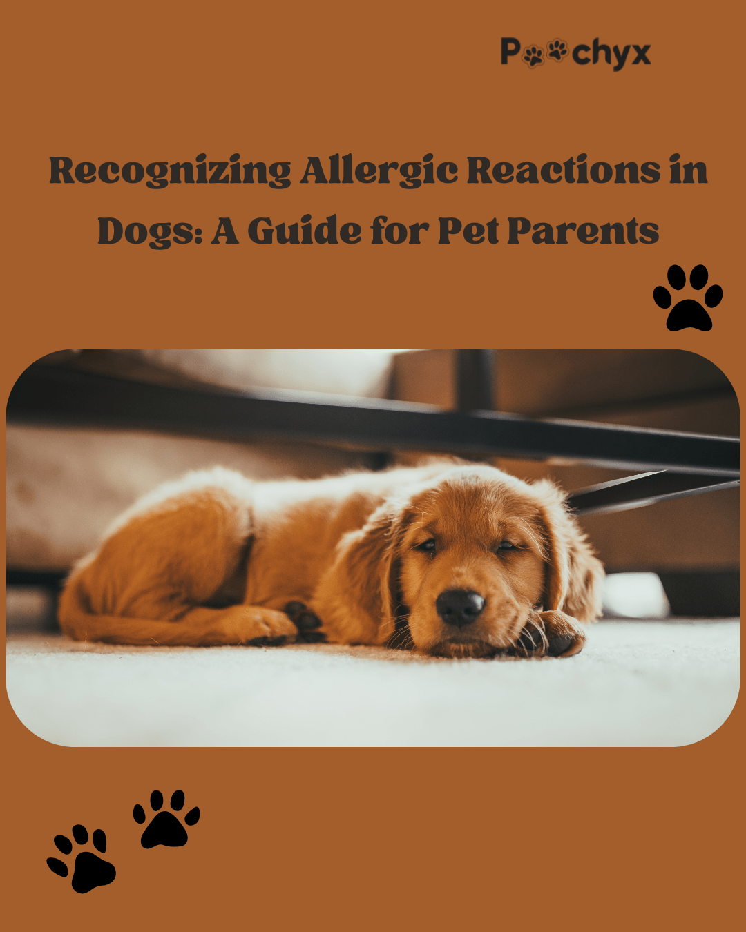 Recognizing Allergic Reactions in Dogs: A Guide for Pet Parents - Poochyx