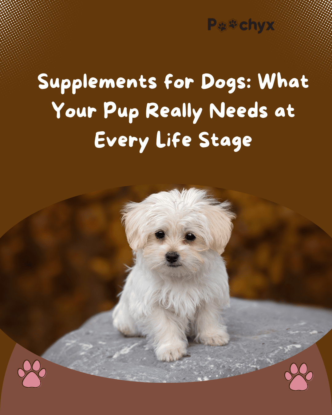 Supplements for Dogs: What Your Pup Really Needs at Every Life Stage - Poochyx