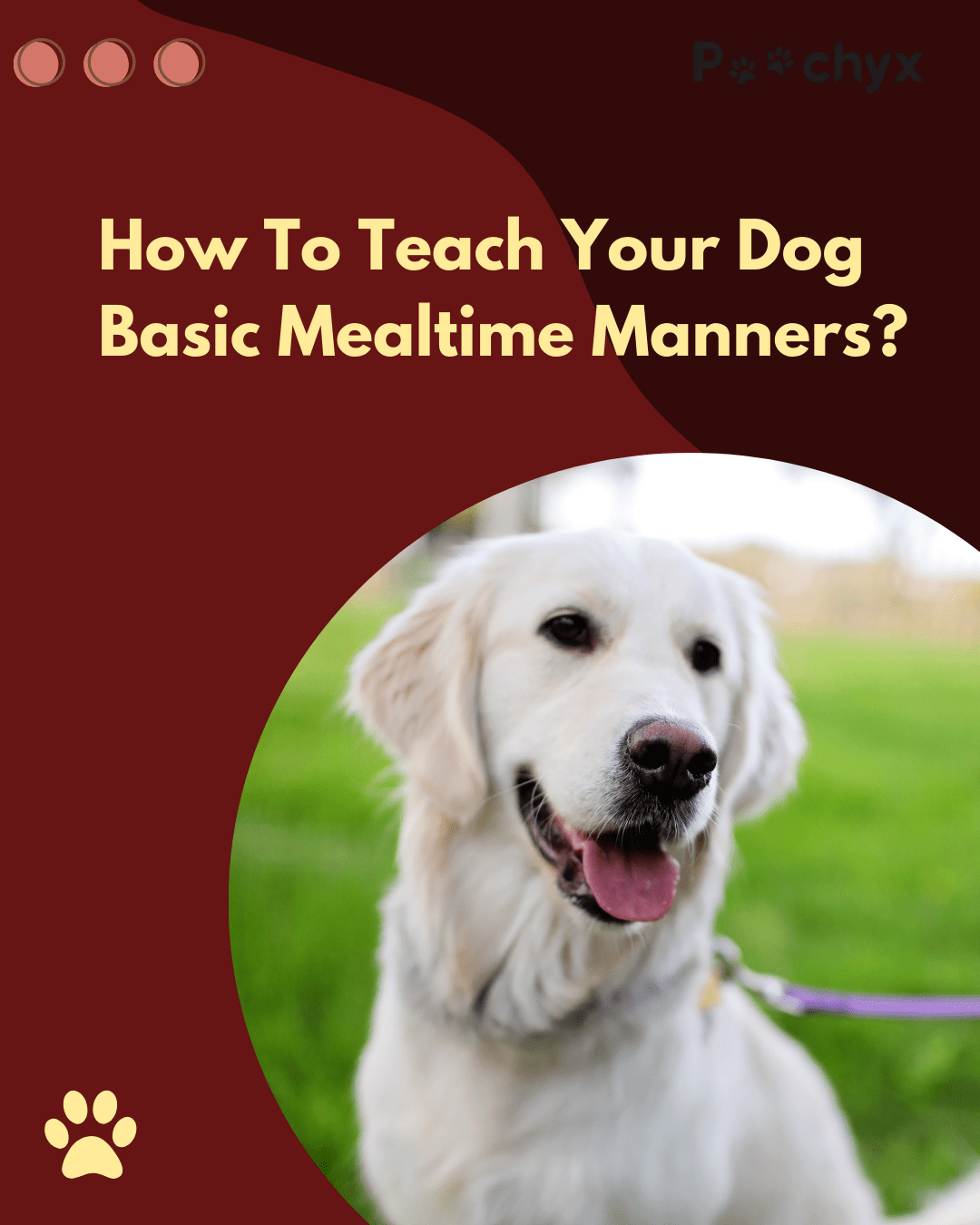 Teaching Your Dog to Have Good Manners around Meal Times - Poochyx