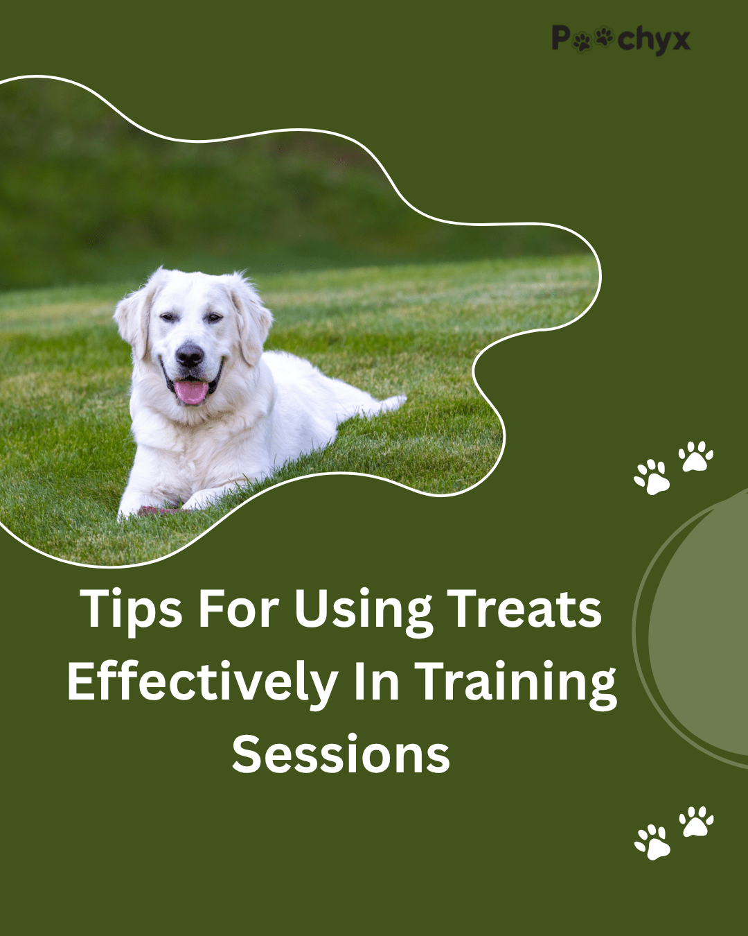 Tips For Using Treats Effectively in Training Sessions - Poochyx
