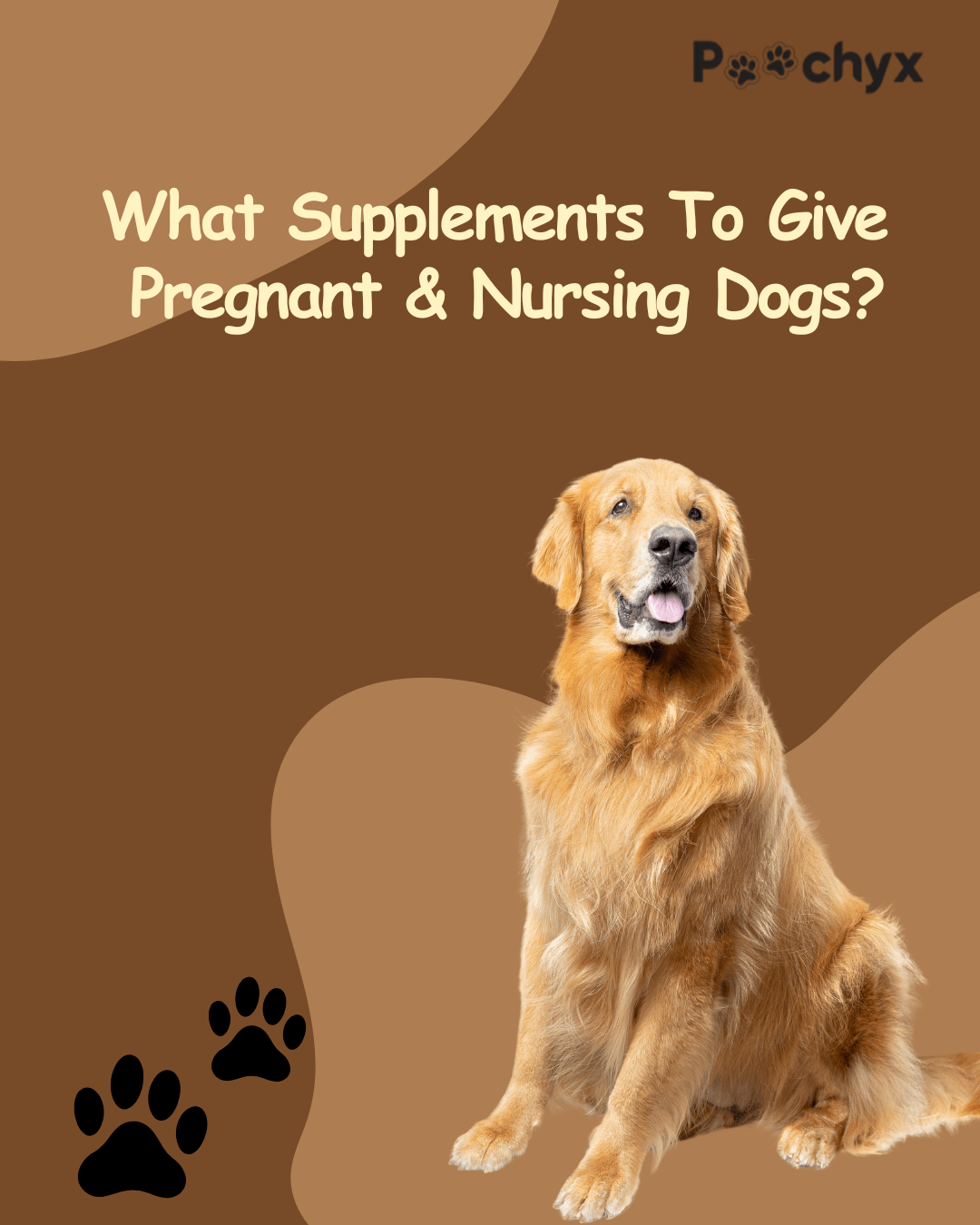 What Supplements To Give Pregnant & Nursing Dogs? - Poochyx