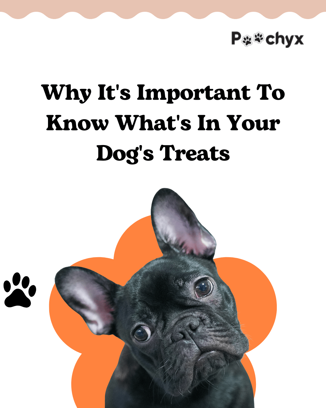 Why It's Important To Know What's In Your Dog's Treats? - Poochyx