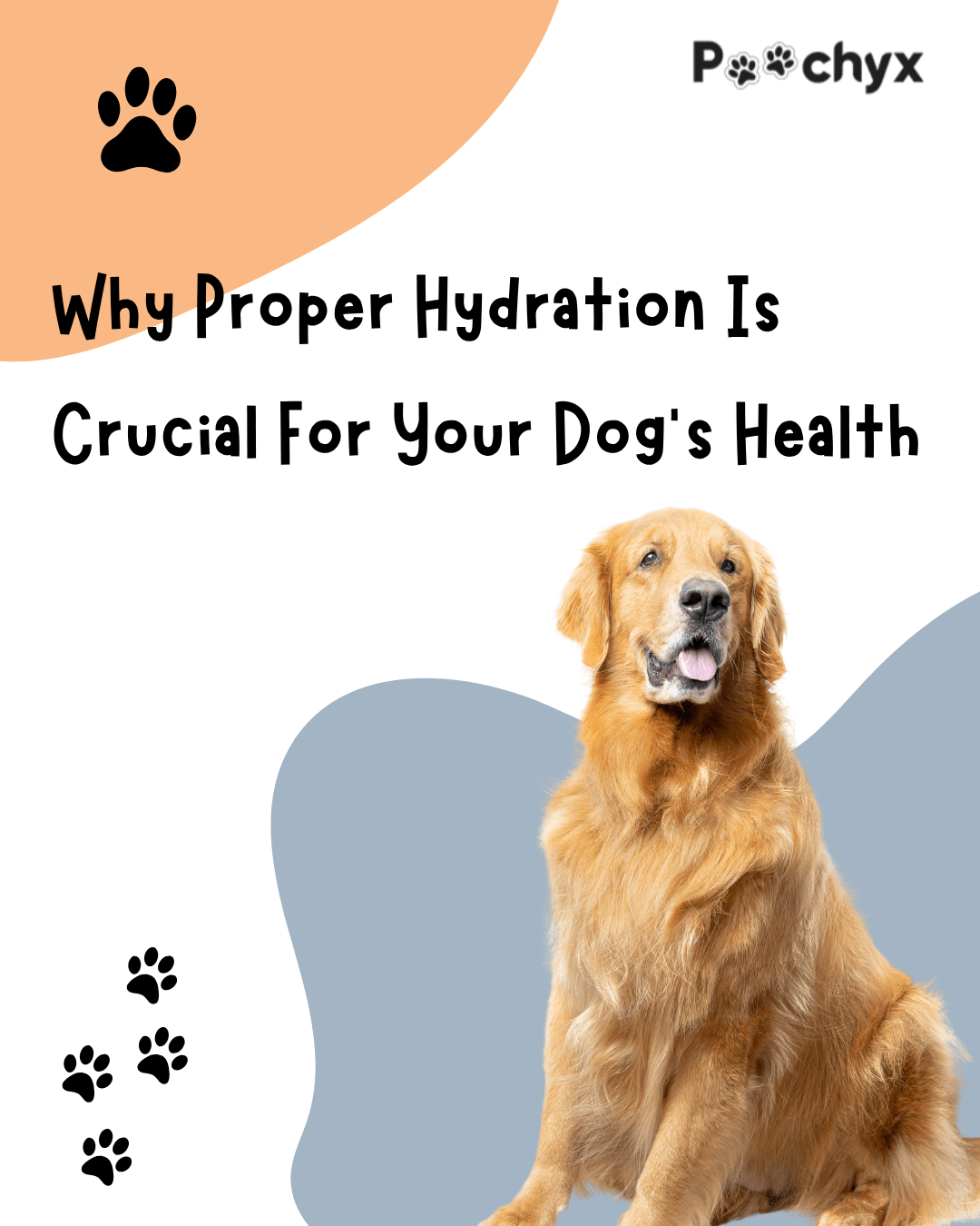 Why Proper Hydration Is Crucial for Your Dog’s Health? - Poochyx