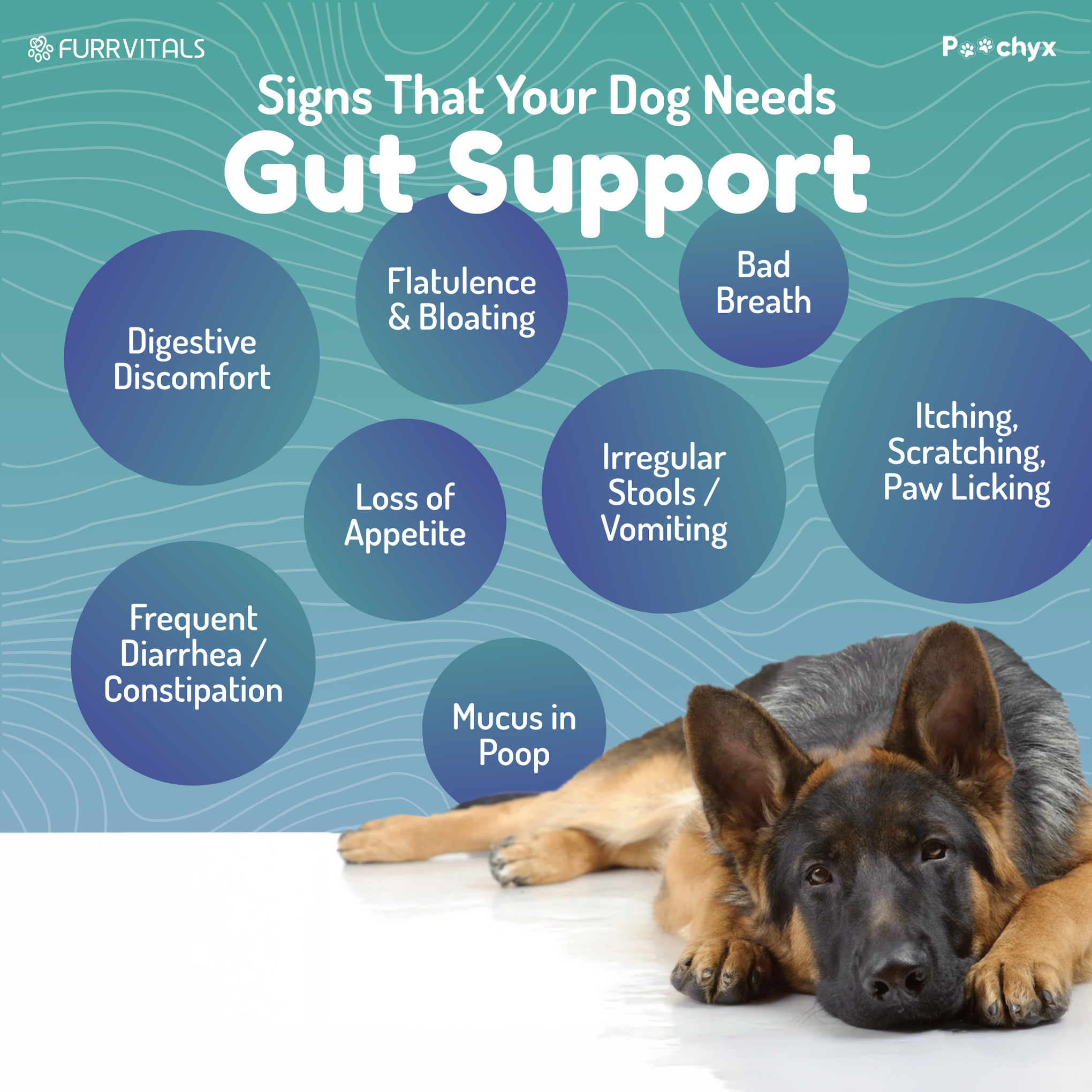Good Guts - Pre & ProBiotic Supplements