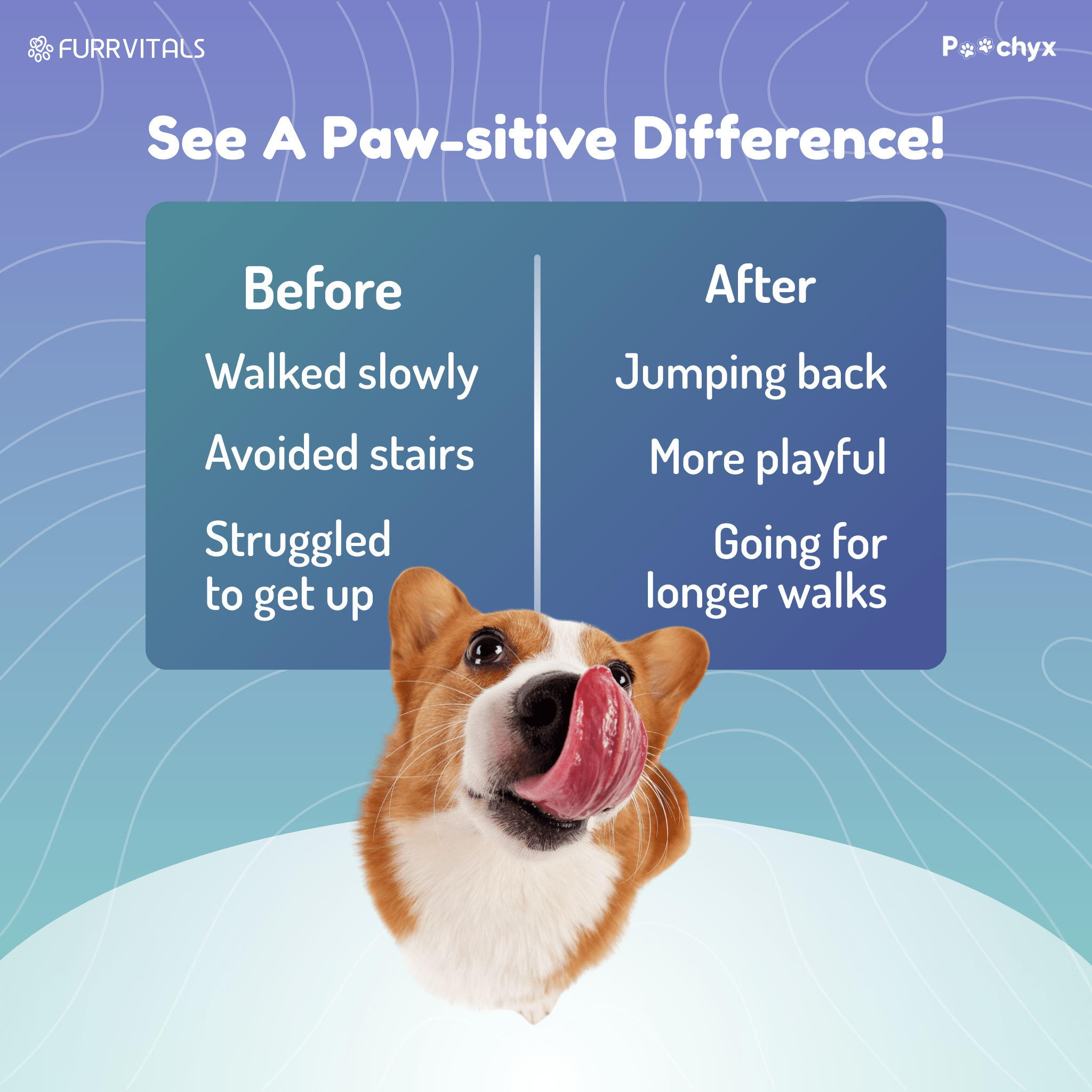 Agile Paws - Hip & Joint Mobility Supplements - Poochyx