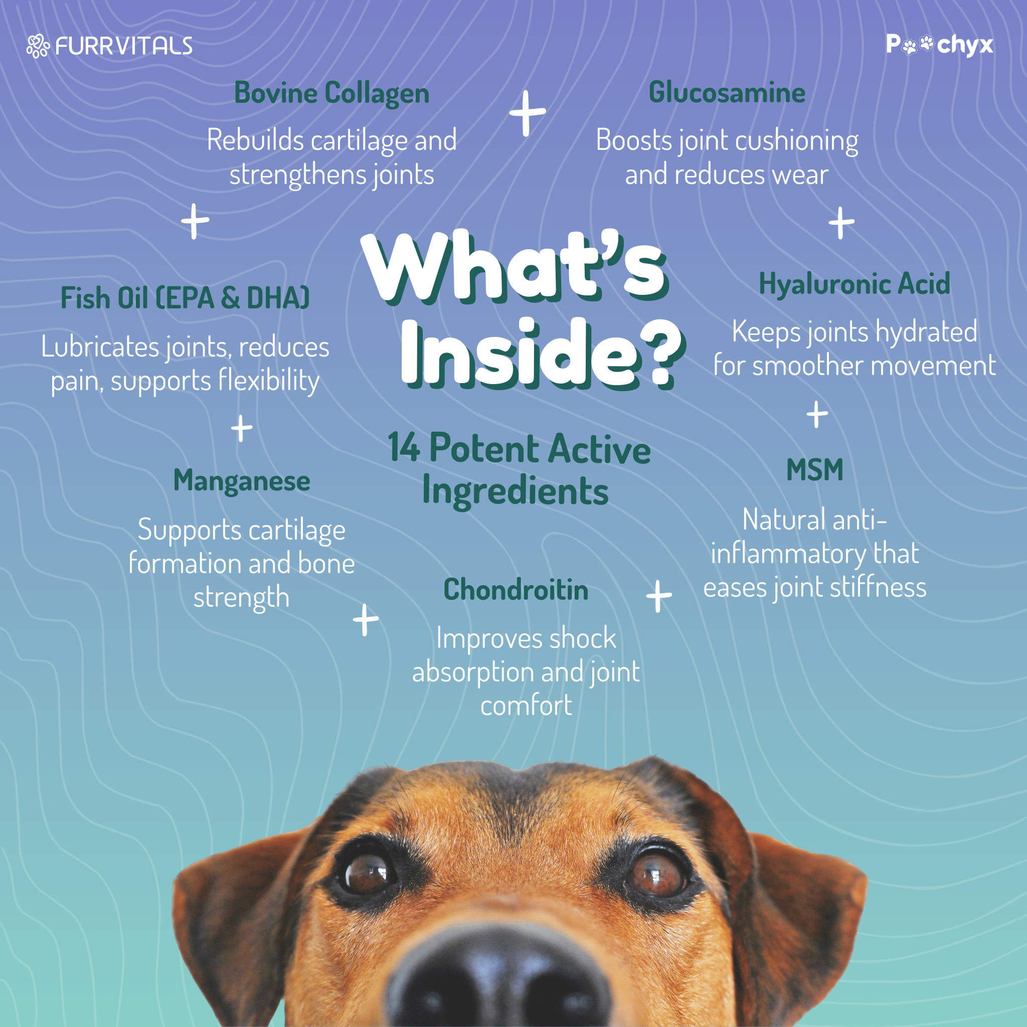 Agile Paws - Hip & Joint Mobility Supplements - Poochyx