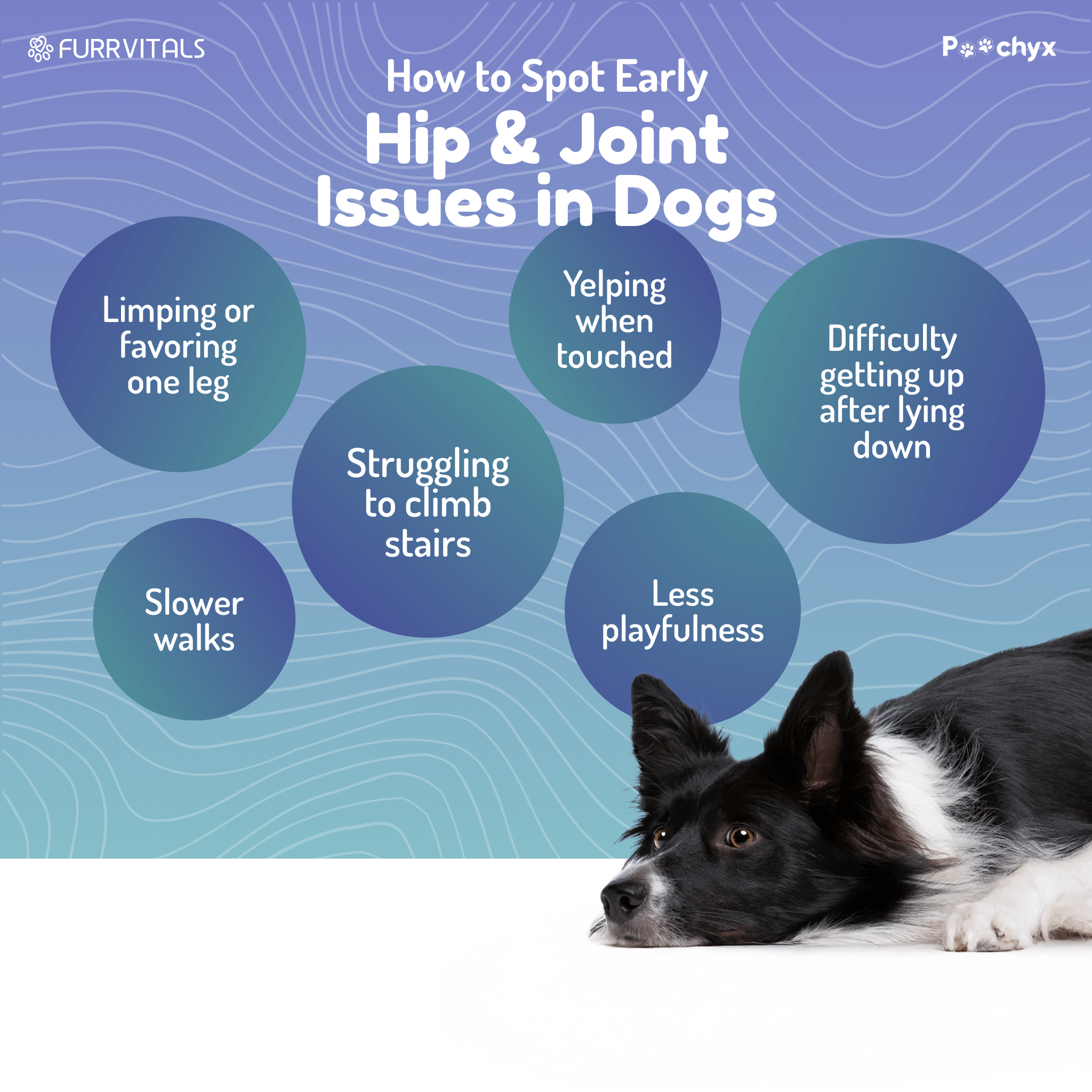 Agile Paws - Hip & Joint Mobility Supplements - Poochyx