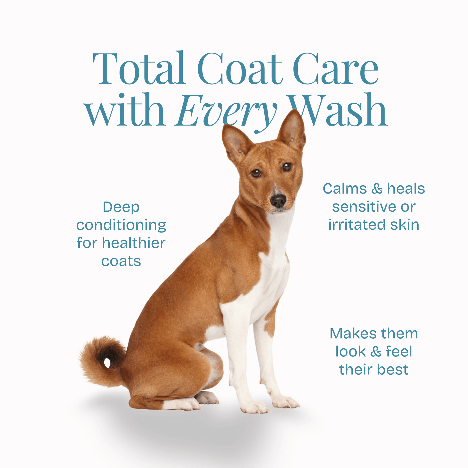 All in One Coat Care Shampoo - Poochyx
