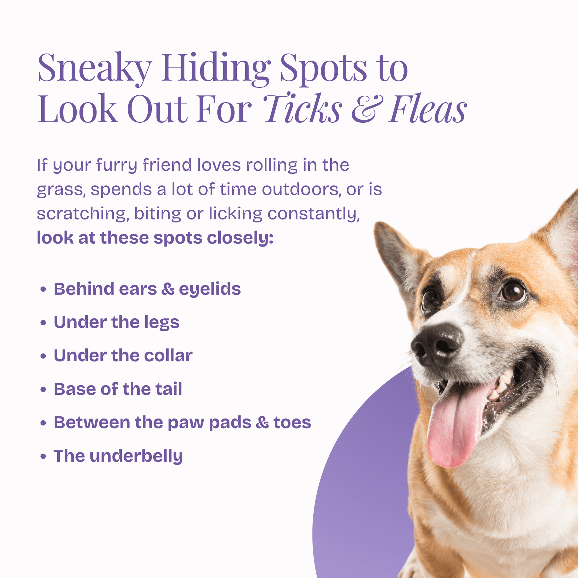 Anti Tick & Flea Spray - Poochyx