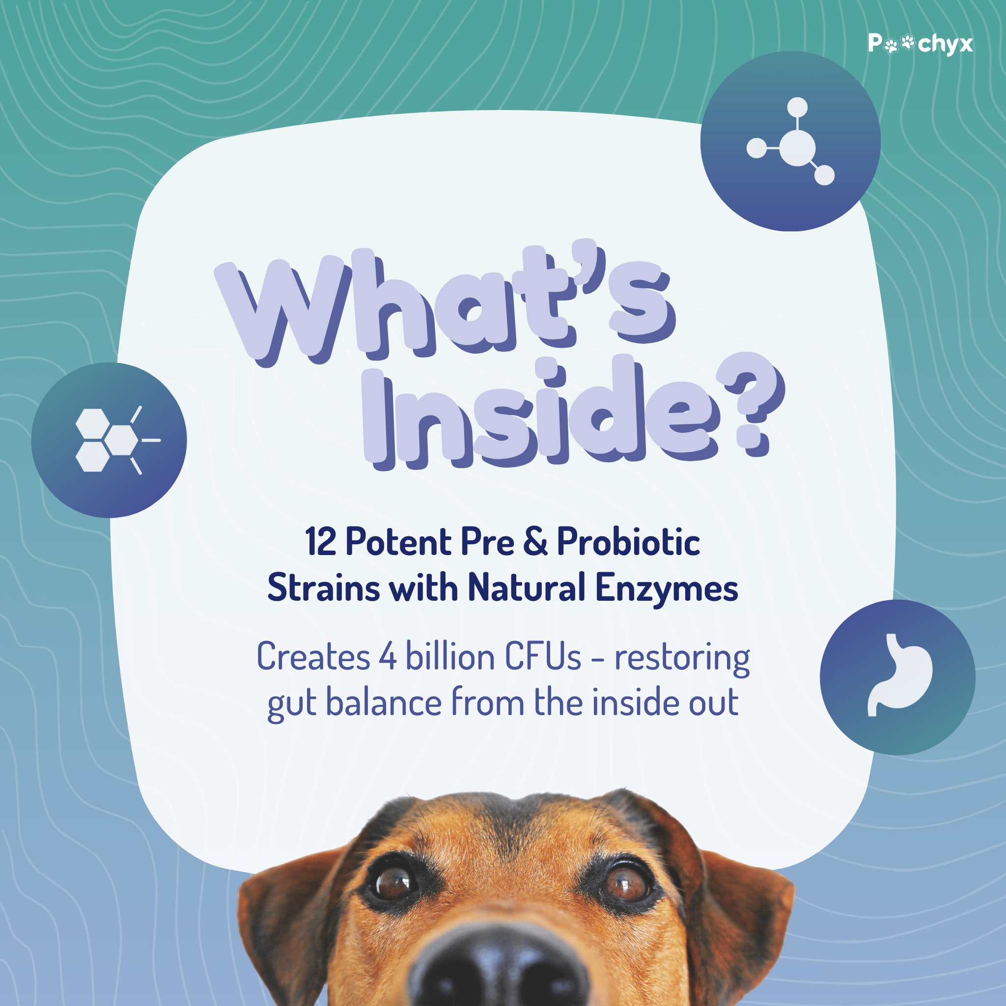 Good Guts - Pre & ProBiotic Supplements - Poochyx