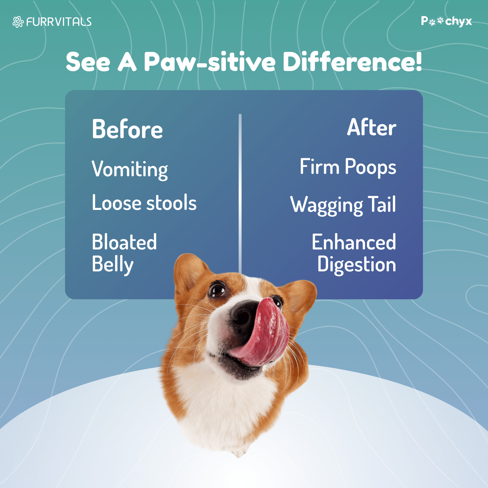 Good Guts - Pre & ProBiotic Supplements - Poochyx